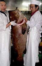 夢幻魚種「褐石斑魚」